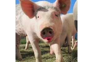 Don't put lipstick on a pig and call it innovation