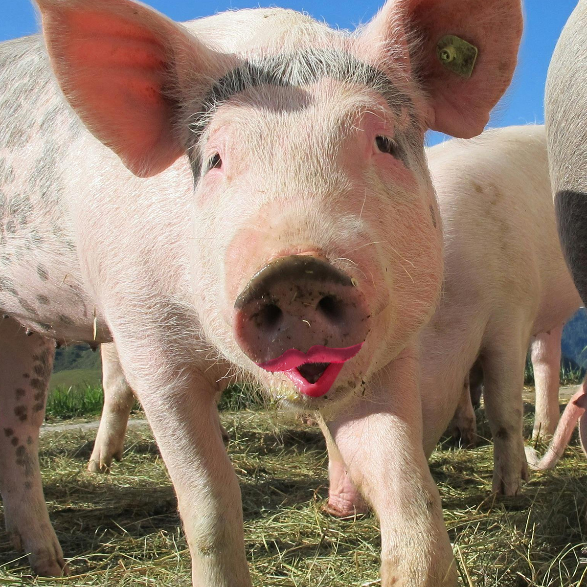 Don't put lipstick on a pig and call it innovation